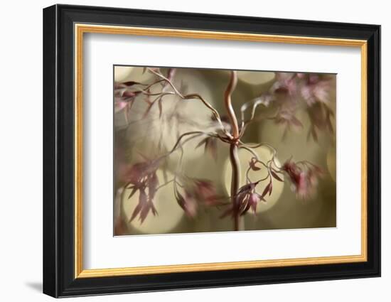 Dancing-Heidi Westum-Framed Photographic Print