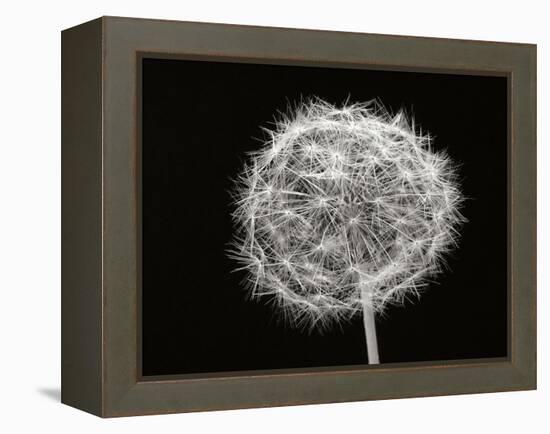 Dandelion 1-Jim Christensen-Framed Premier Image Canvas