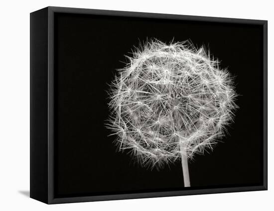 Dandelion 1-Jim Christensen-Framed Premier Image Canvas