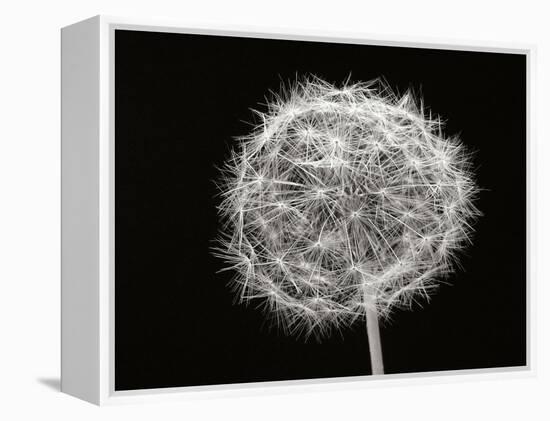 Dandelion 1-Jim Christensen-Framed Premier Image Canvas