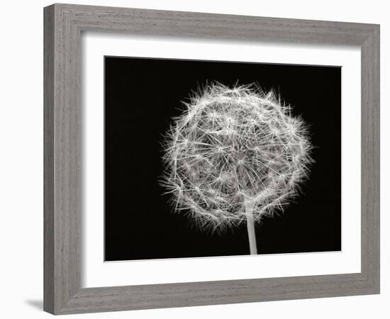 Dandelion 1-Jim Christensen-Framed Photographic Print