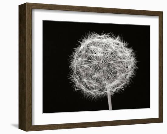 Dandelion 1-Jim Christensen-Framed Photographic Print