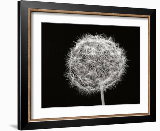 Dandelion 1-Jim Christensen-Framed Photographic Print