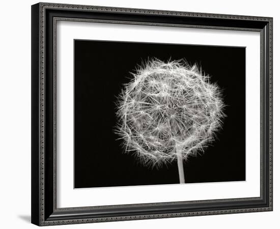 Dandelion 1-Jim Christensen-Framed Photographic Print