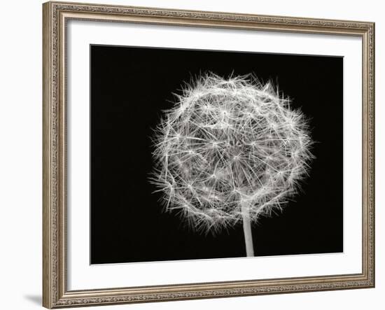 Dandelion 1-Jim Christensen-Framed Photographic Print