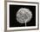 Dandelion 1-Jim Christensen-Framed Photographic Print