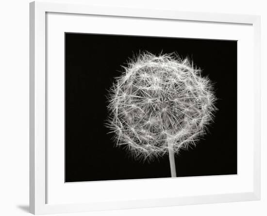 Dandelion 1-Jim Christensen-Framed Photographic Print