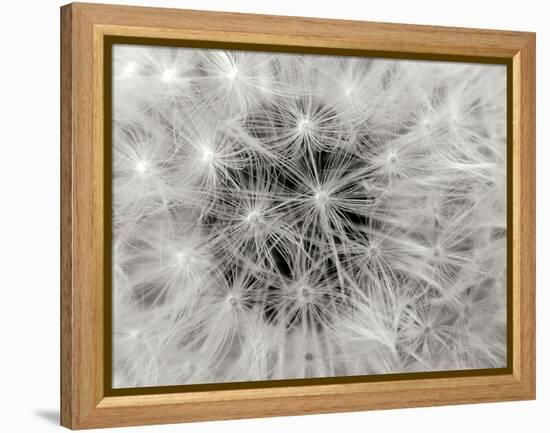 Dandelion 2-Jim Christensen-Framed Premier Image Canvas