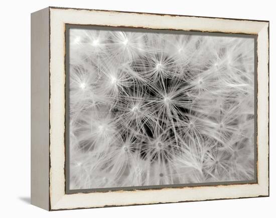 Dandelion 2-Jim Christensen-Framed Premier Image Canvas