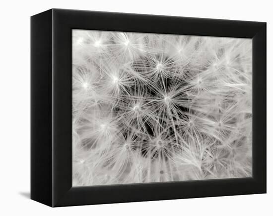 Dandelion 2-Jim Christensen-Framed Premier Image Canvas