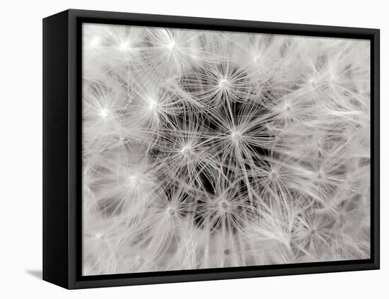 Dandelion 2-Jim Christensen-Framed Premier Image Canvas