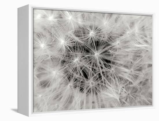 Dandelion 2-Jim Christensen-Framed Premier Image Canvas