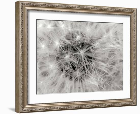 Dandelion 2-Jim Christensen-Framed Photographic Print