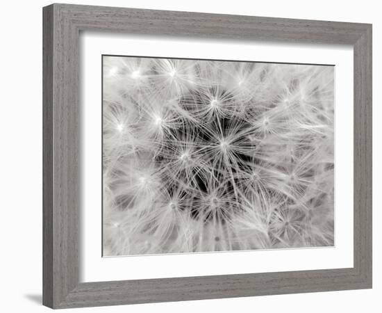 Dandelion 2-Jim Christensen-Framed Photographic Print