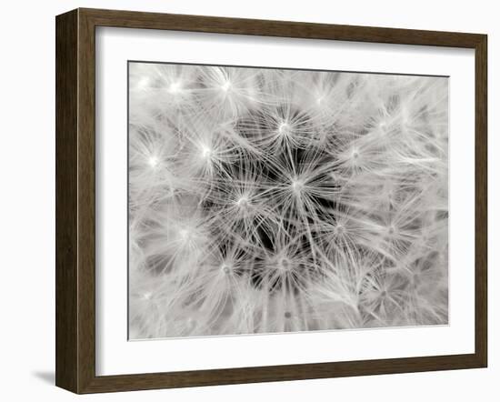 Dandelion 2-Jim Christensen-Framed Photographic Print