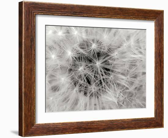 Dandelion 2-Jim Christensen-Framed Photographic Print