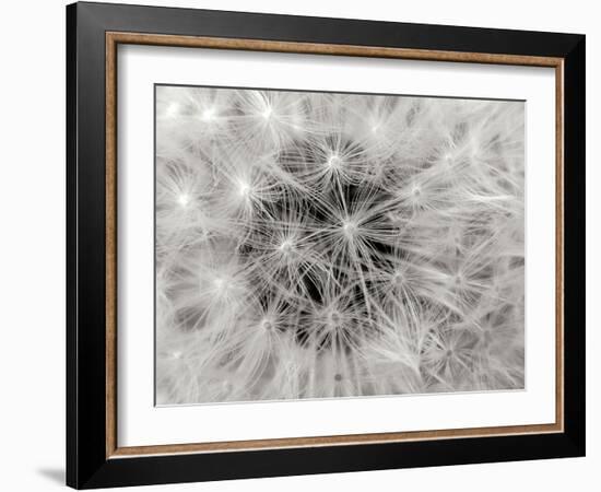 Dandelion 2-Jim Christensen-Framed Photographic Print