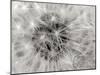 Dandelion 2-Jim Christensen-Mounted Photographic Print