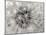 Dandelion 2-Jim Christensen-Mounted Photographic Print