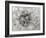 Dandelion 2-Jim Christensen-Framed Photographic Print