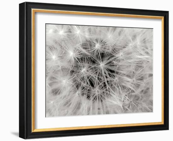 Dandelion 2-Jim Christensen-Framed Photographic Print