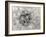 Dandelion 2-Jim Christensen-Framed Photographic Print