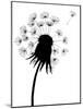 Dandelion Black And White-falonkoontz-Mounted Art Print