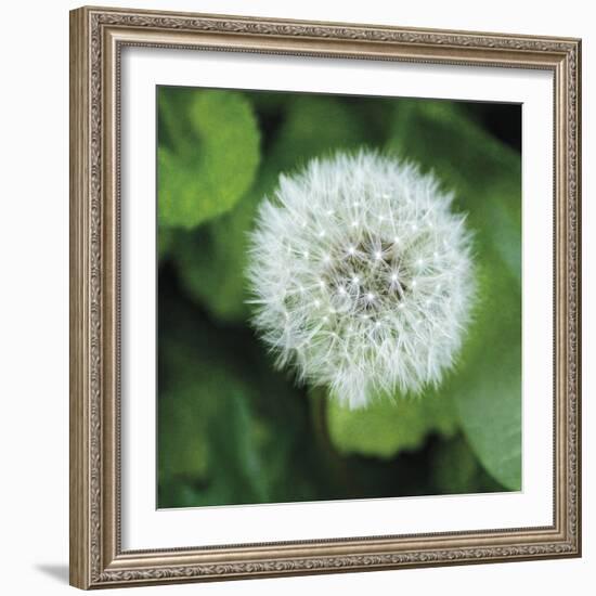 Dandelion Bloom-Pete Kelly-Framed Giclee Print