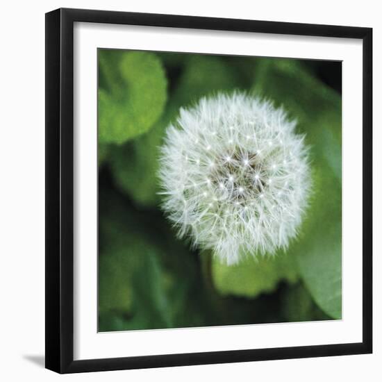 Dandelion Bloom-Pete Kelly-Framed Giclee Print