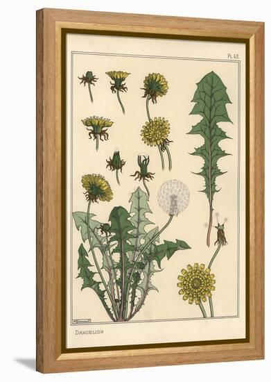 Dandelion Botanical Study, 1897 (Lithograph)-Eugene Grasset-Framed Premier Image Canvas