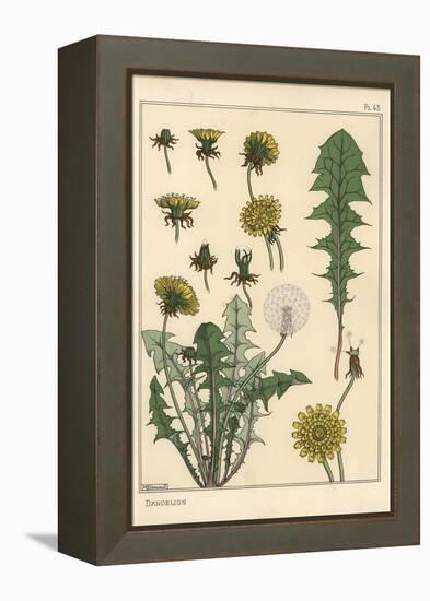 Dandelion Botanical Study, 1897 (Lithograph)-Eugene Grasset-Framed Premier Image Canvas