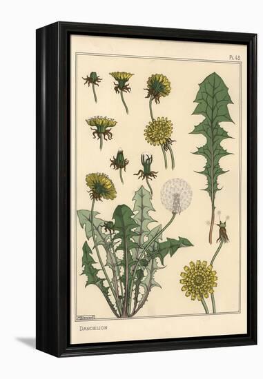 Dandelion Botanical Study, 1897 (Lithograph)-Eugene Grasset-Framed Premier Image Canvas