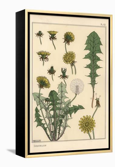 Dandelion Botanical Study, 1897 (Lithograph)-Eugene Grasset-Framed Premier Image Canvas