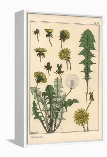 Dandelion Botanical Study, 1897 (Lithograph)-Eugene Grasset-Framed Premier Image Canvas