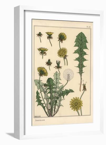 Dandelion Botanical Study, 1897 (Lithograph)-Eugene Grasset-Framed Giclee Print