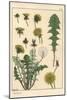 Dandelion Botanical Study, 1897 (Lithograph)-Eugene Grasset-Mounted Giclee Print