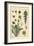 Dandelion Botanical Study, 1897 (Lithograph)-Eugene Grasset-Framed Giclee Print