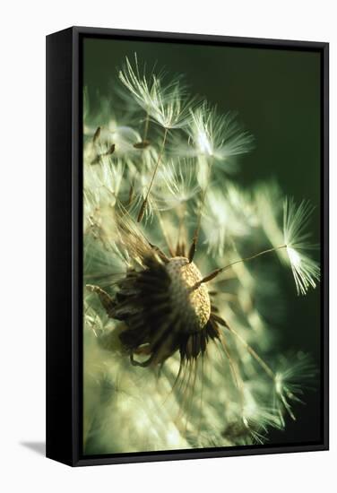 Dandelion Clock-David Nunuk-Framed Premier Image Canvas