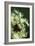 Dandelion Clock-David Nunuk-Framed Photographic Print