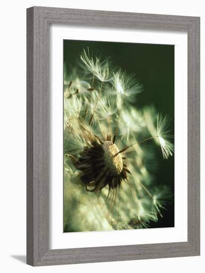 Dandelion Clock-David Nunuk-Framed Photographic Print