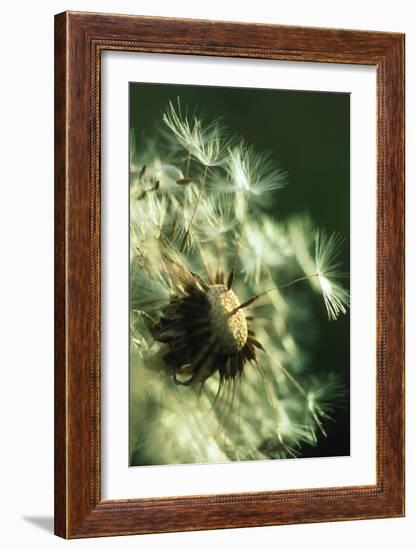 Dandelion Clock-David Nunuk-Framed Photographic Print