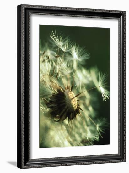 Dandelion Clock-David Nunuk-Framed Photographic Print