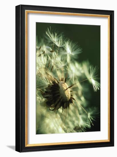 Dandelion Clock-David Nunuk-Framed Photographic Print