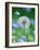 Dandelion Clock-null-Framed Photographic Print