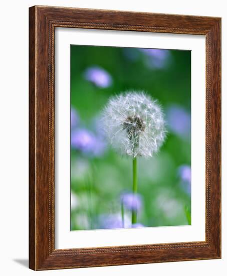 Dandelion Clock-null-Framed Photographic Print