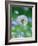 Dandelion Clock-null-Framed Photographic Print