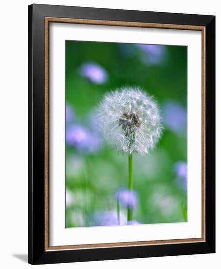 Dandelion Clock-null-Framed Photographic Print