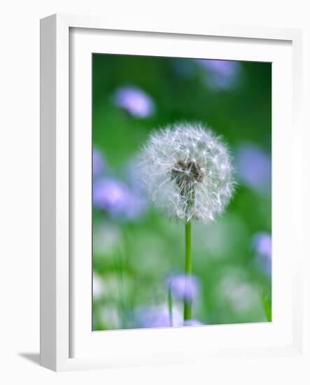 Dandelion Clock-null-Framed Photographic Print