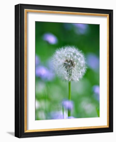 Dandelion Clock-null-Framed Photographic Print