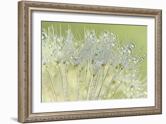 Dandelion Dew I-Cora Niele-Framed Photographic Print